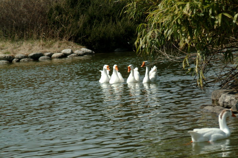 중국거위 Anser cygnoides (Swan Geese); DISPLAY FULL IMAGE.