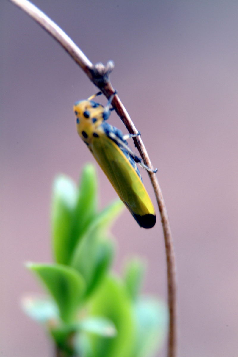 끝검은말매미충 Bothrogonia japonica (Black-tipped leafhopper); DISPLAY FULL IMAGE.