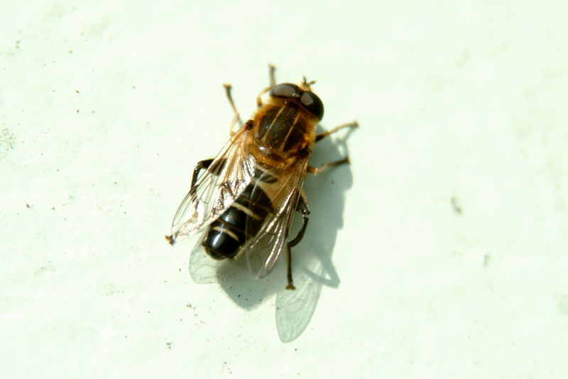 콘크리트 벽에서 햇살을 즐기는 꽃등에 (Hoverfly); DISPLAY FULL IMAGE.