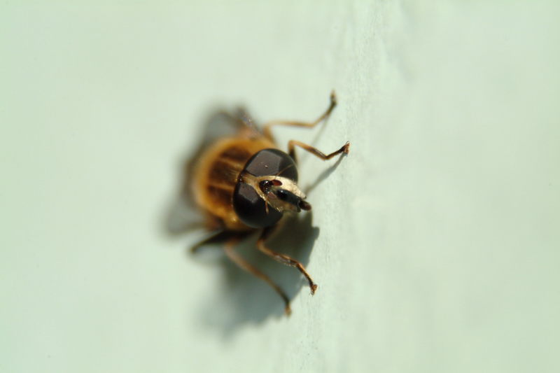 콘크리트 벽에서 햇살을 즐기는 꽃등에 (Hoverfly); DISPLAY FULL IMAGE.