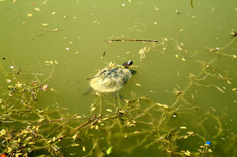 청거북(붉은귀거북) Trachemys scripta elegans (Red-eared Pond Slider); DISPLAY FULL IMAGE.