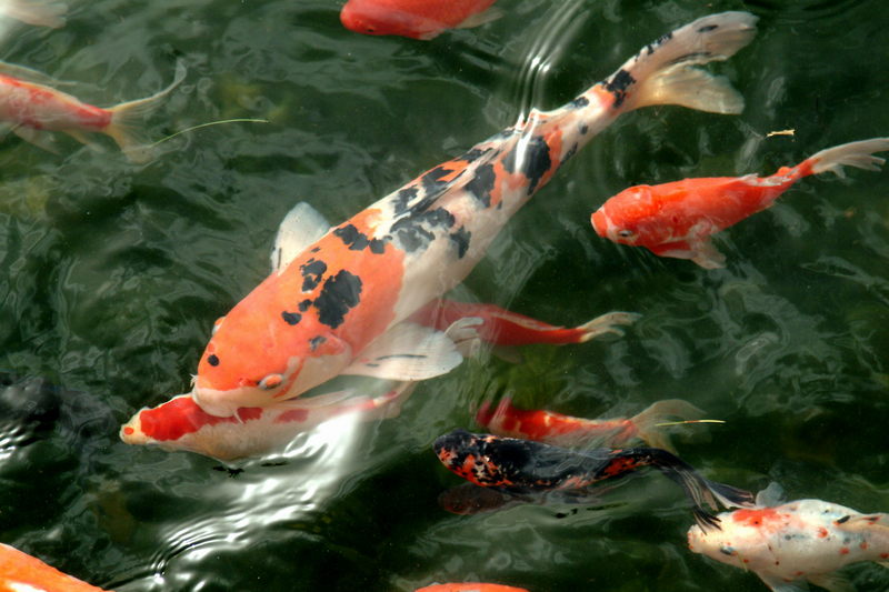 비단잉어 Cyprinus carpio (Koi/Fancy Carp); DISPLAY FULL IMAGE.