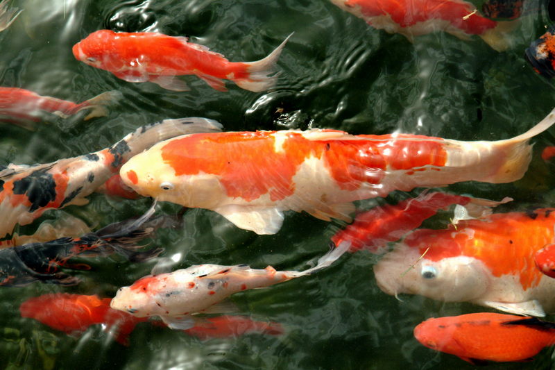 비단잉어 Cyprinus carpio (Koi/Fancy Carp); DISPLAY FULL IMAGE.