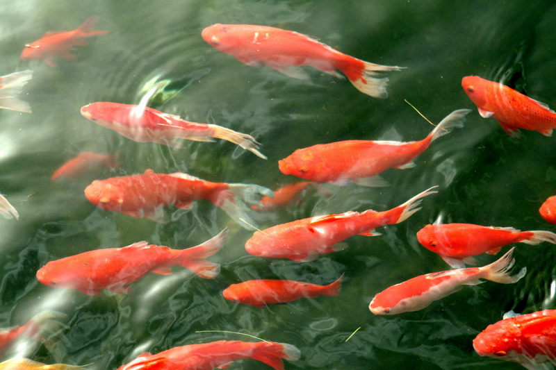 금붕어 Carassius auratus (Goldfish); DISPLAY FULL IMAGE.
