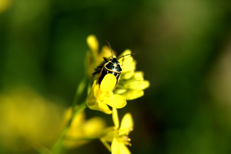 북쪽비단노린재 Eurydema gebleri (Northern Silk Stink Bug); DISPLAY FULL IMAGE.