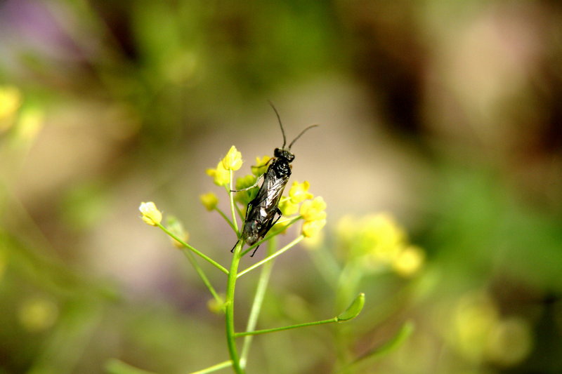 이름모를 작은 곤충 --> 동애등에 Ptecticus tenebrifer (Soldier Fly)???; DISPLAY FULL IMAGE.