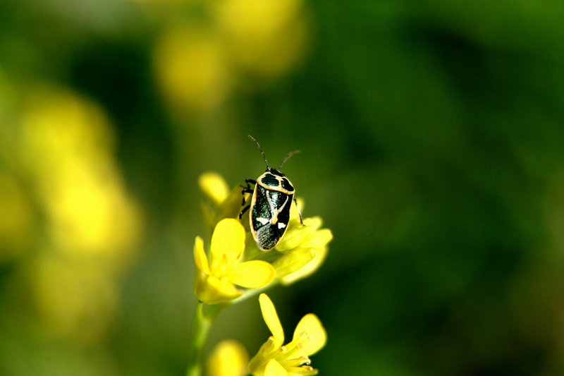 북쪽비단노린재 Eurydema gebleri (Northern Silk Stink Bug); DISPLAY FULL IMAGE.