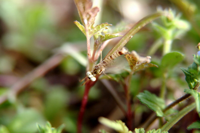 하루살이 (Mayfly); DISPLAY FULL IMAGE.
