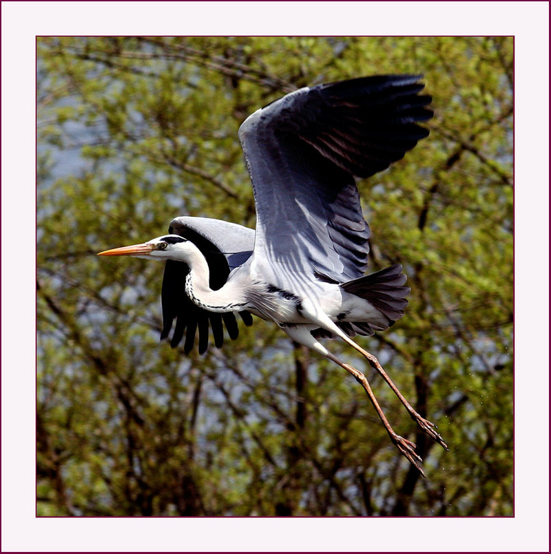 새는 나름대로 아름답다 | 왜가리 Ardea cinerea (Gray Heron); DISPLAY FULL IMAGE.