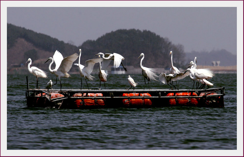 백로가 있는 풍경 | 중대백로 Egretta alba modesta (Large Egret); DISPLAY FULL IMAGE.