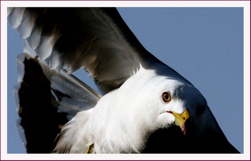 괭이갈매기 | 괭이갈매기 Larus crassirostris (Black-tailed Gull); DISPLAY FULL IMAGE.
