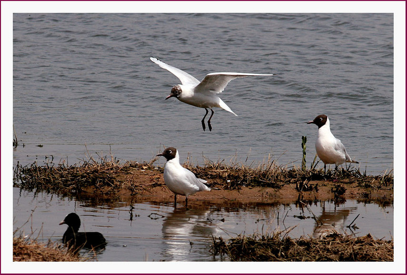 이 녀석들은 또 뭐람... | 붉은부리갈매기 Larus ridibundus (Black-headed Gull); DISPLAY FULL IMAGE.