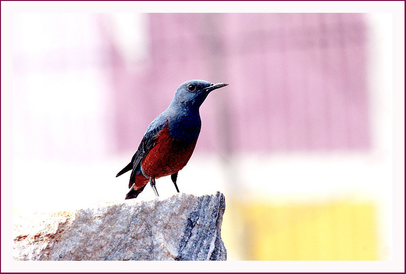 아파트 벽화를 배경으로 | 바다직박구리 Monticola solitarius (Blue Rock-Thrush); DISPLAY FULL IMAGE.