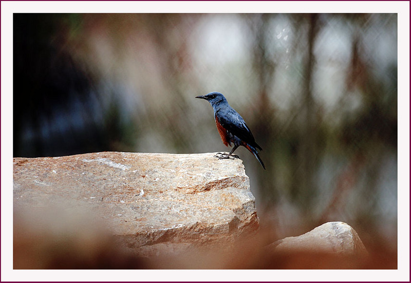 부엉새 둥지 앞에 놀러온 바다직박구리| 바다직박구리 Monticola solitarius (Blue Rock-Thrush); DISPLAY FULL IMAGE.