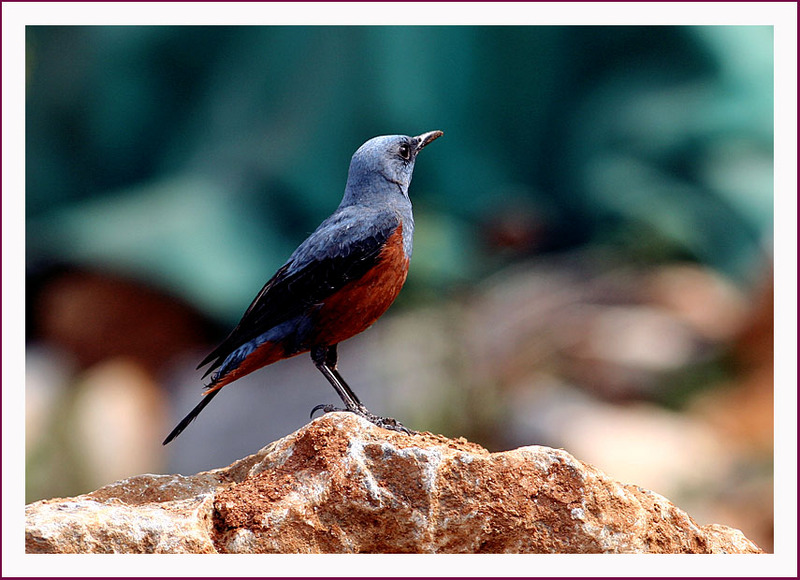 바다직박구리| 바다직박구리 Monticola solitarius (Blue Rock-Thrush); DISPLAY FULL IMAGE.