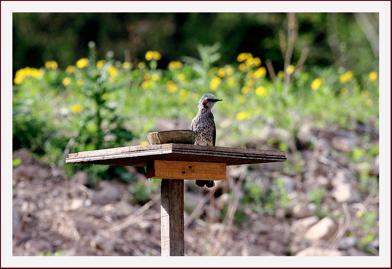 꽃 피는 봄이 오면, | 직박구리 Ixos amaurotis (Brown-eared Bulbul); DISPLAY FULL IMAGE.