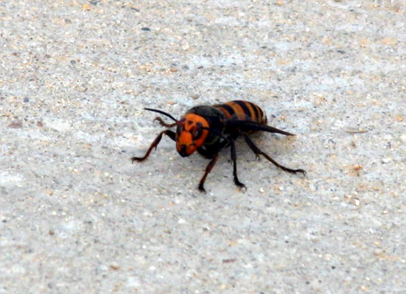 장수말벌 Vespa mandarinia (Korean Giant Hornet); DISPLAY FULL IMAGE.