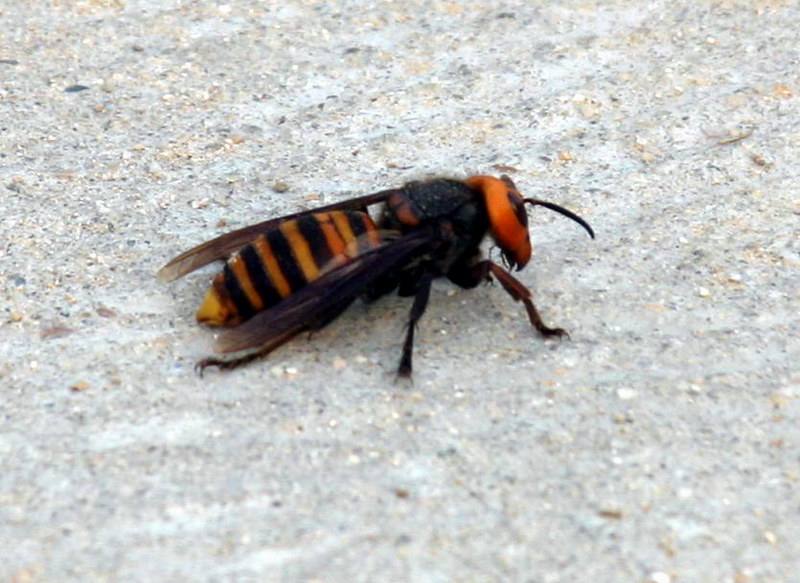 장수말벌 Vespa mandarinia (Korean Giant Hornet); DISPLAY FULL IMAGE.