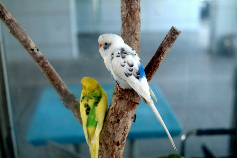 사랑앵무 Melopsittacus undulatus (Budgerigar); DISPLAY FULL IMAGE.