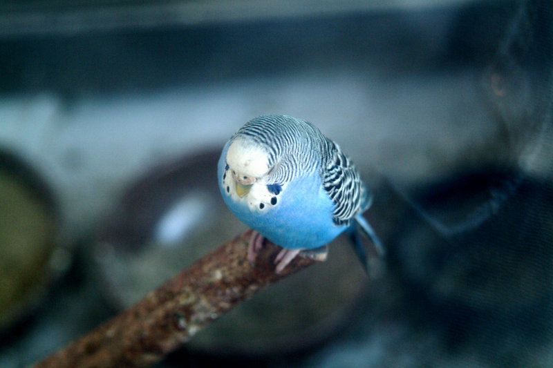 사랑앵무 Melopsittacus undulatus (Budgerigar); DISPLAY FULL IMAGE.