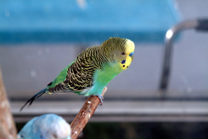 사랑앵무 Melopsittacus undulatus (Budgerigar); DISPLAY FULL IMAGE.