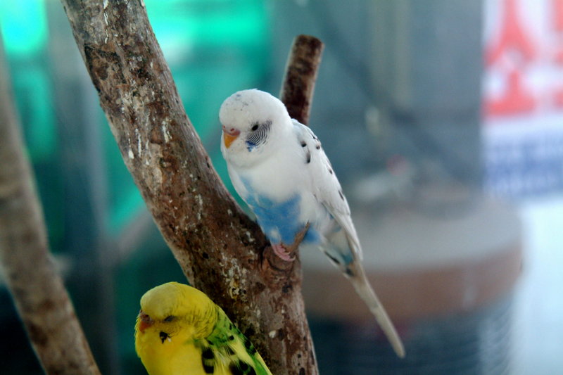 사랑앵무 Melopsittacus undulatus (Budgerigar); DISPLAY FULL IMAGE.
