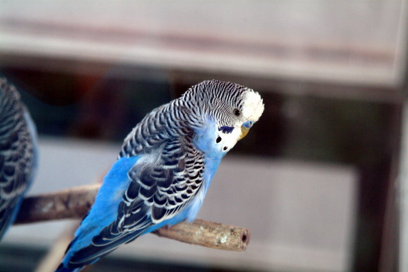 사랑앵무 Melopsittacus undulatus (Budgerigar); DISPLAY FULL IMAGE.