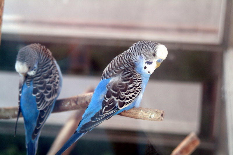 사랑앵무 Melopsittacus undulatus (Budgerigar); DISPLAY FULL IMAGE.