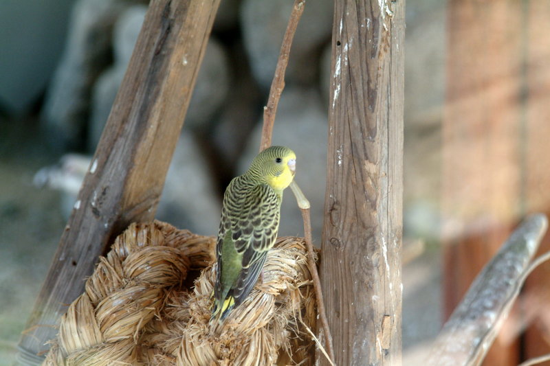 사랑앵무 Melopsittacus undulatus (Budgerigar); DISPLAY FULL IMAGE.