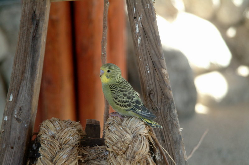 사랑앵무 Melopsittacus undulatus (Budgerigar); DISPLAY FULL IMAGE.