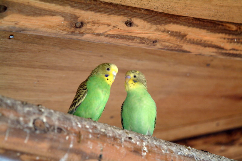 사랑앵무 한쌍 Melopsittacus undulatus (Budgerigar); DISPLAY FULL IMAGE.