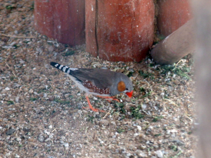 금화조(錦花鳥) Taeniopygia guttata (Zebra Finch); DISPLAY FULL IMAGE.