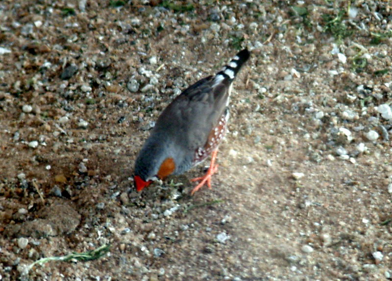 금화조(錦花鳥) Taeniopygia guttata (Zebra Finch); DISPLAY FULL IMAGE.