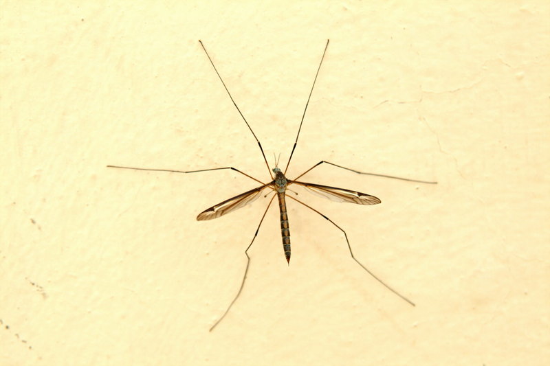 대형 각다귀 (Cranefly); DISPLAY FULL IMAGE.