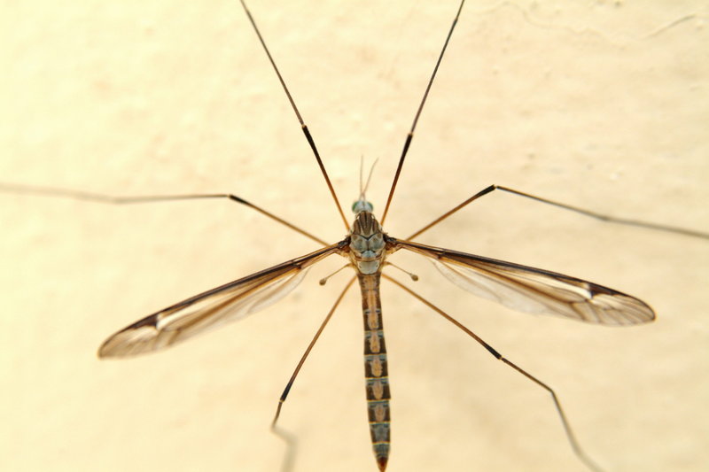 대형 각다귀 (Cranefly); DISPLAY FULL IMAGE.