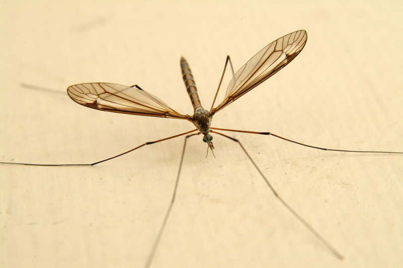 대형 각다귀 (Cranefly); DISPLAY FULL IMAGE.