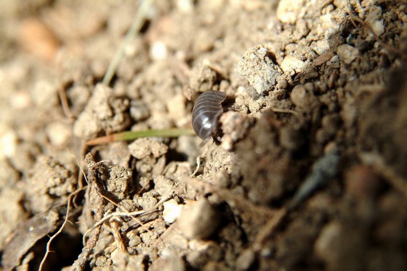 쥐며느리 Porcellio scaber (Woodlouse); DISPLAY FULL IMAGE.