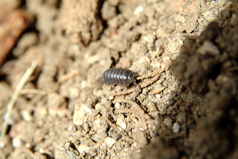 쥐며느리 Porcellio scaber (Woodlouse); DISPLAY FULL IMAGE.