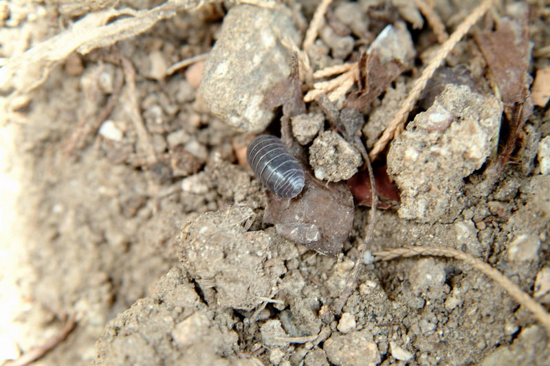 쥐며느리 Porcellio scaber (Woodlouse); DISPLAY FULL IMAGE.