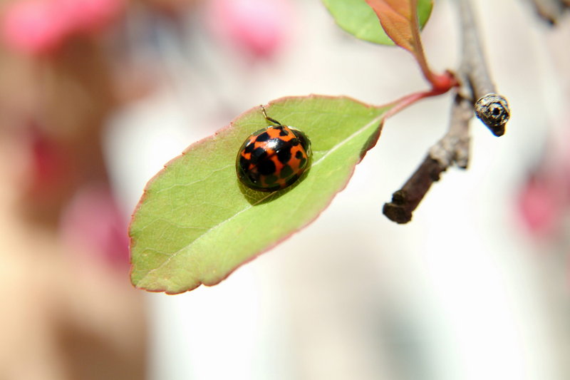 무당벌레 (Ladybird); DISPLAY FULL IMAGE.