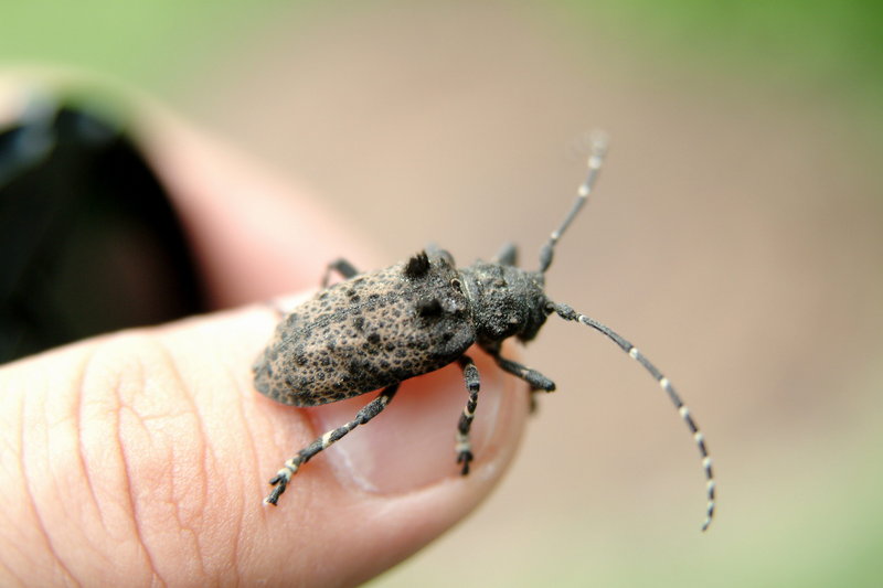 털두꺼비하늘소 Moechotypa diphysis (Hairy Long-horned Toad Beetle); DISPLAY FULL IMAGE.