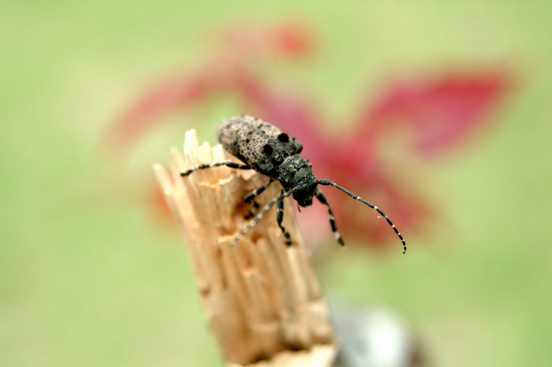 털두꺼비하늘소 Moechotypa diphysis (Hairy Long-horned Toad Beetle); DISPLAY FULL IMAGE.