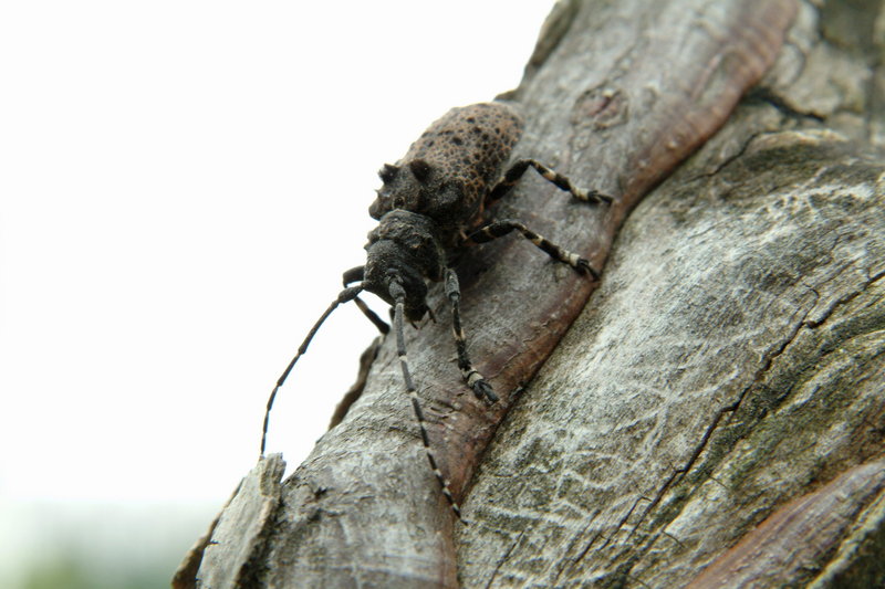 털두꺼비하늘소 Moechotypa diphysis (Hairy Long-horned Toad Beetle); DISPLAY FULL IMAGE.