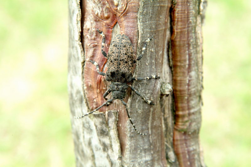 털두꺼비하늘소 Moechotypa diphysis (Hairy Long-horned Toad Beetle); DISPLAY FULL IMAGE.