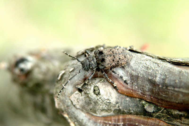 털두꺼비하늘소 Moechotypa diphysis (Hairy Long-horned Toad Beetle); DISPLAY FULL IMAGE.