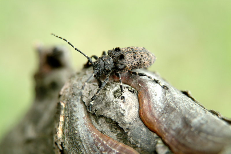 털두꺼비하늘소 Moechotypa diphysis (Hairy Long-horned Toad Beetle); DISPLAY FULL IMAGE.