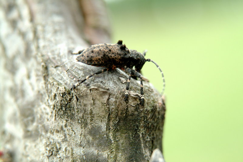 털두꺼비하늘소 Moechotypa diphysis (Hairy Long-horned Toad Beetle); DISPLAY FULL IMAGE.