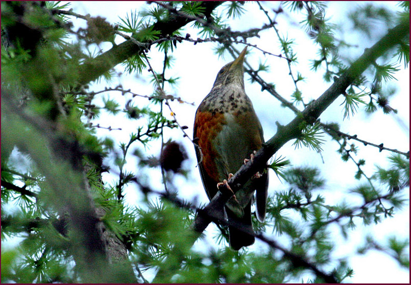 되지빠귀 Turdus hortulorum (Grey-backed Thrush); DISPLAY FULL IMAGE.