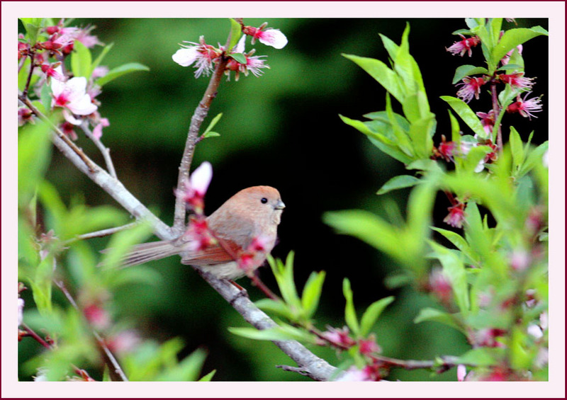 꽃과 붉은머리오목눈이 | 붉은머리오목눈이 Paradoxornis webbianus (Vinous-throated Parrotbill); DISPLAY FULL IMAGE.