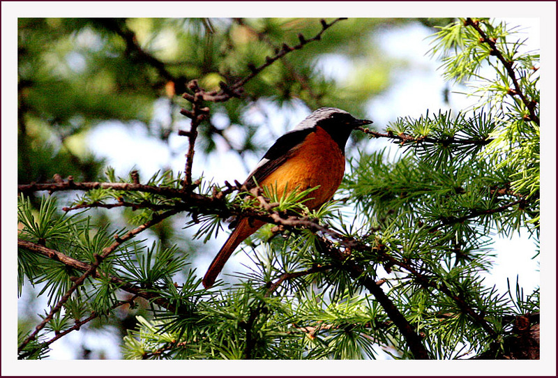 딱새 | 딱새 Phoenicurus auroreus (Daurian Redstart); DISPLAY FULL IMAGE.